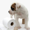 Dog Potty Training