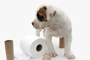 Dog Potty Training